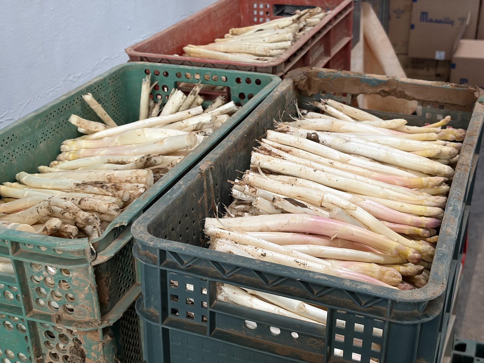 Cajones de espárrago blanco de Navarra recién recogido: cómo elegir el mejor