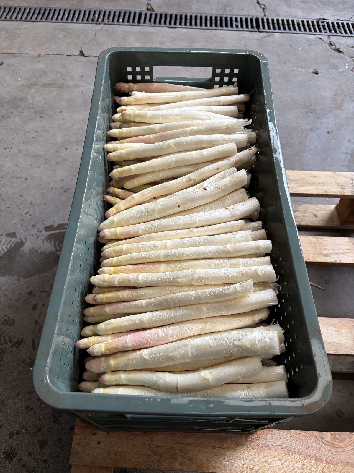 Cajón de espárrago blanco de Navarra recién recogido: de aquí, no de importación