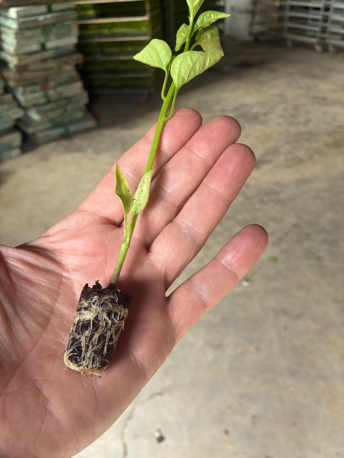 Mano sosteniendo un plantín de piquillo con raíces visibles, nave Conservas Osés