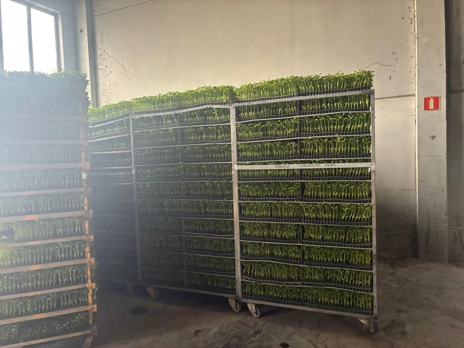 Carros de plantines de piquillo en la nave de Conservas Osés, mayo 2026