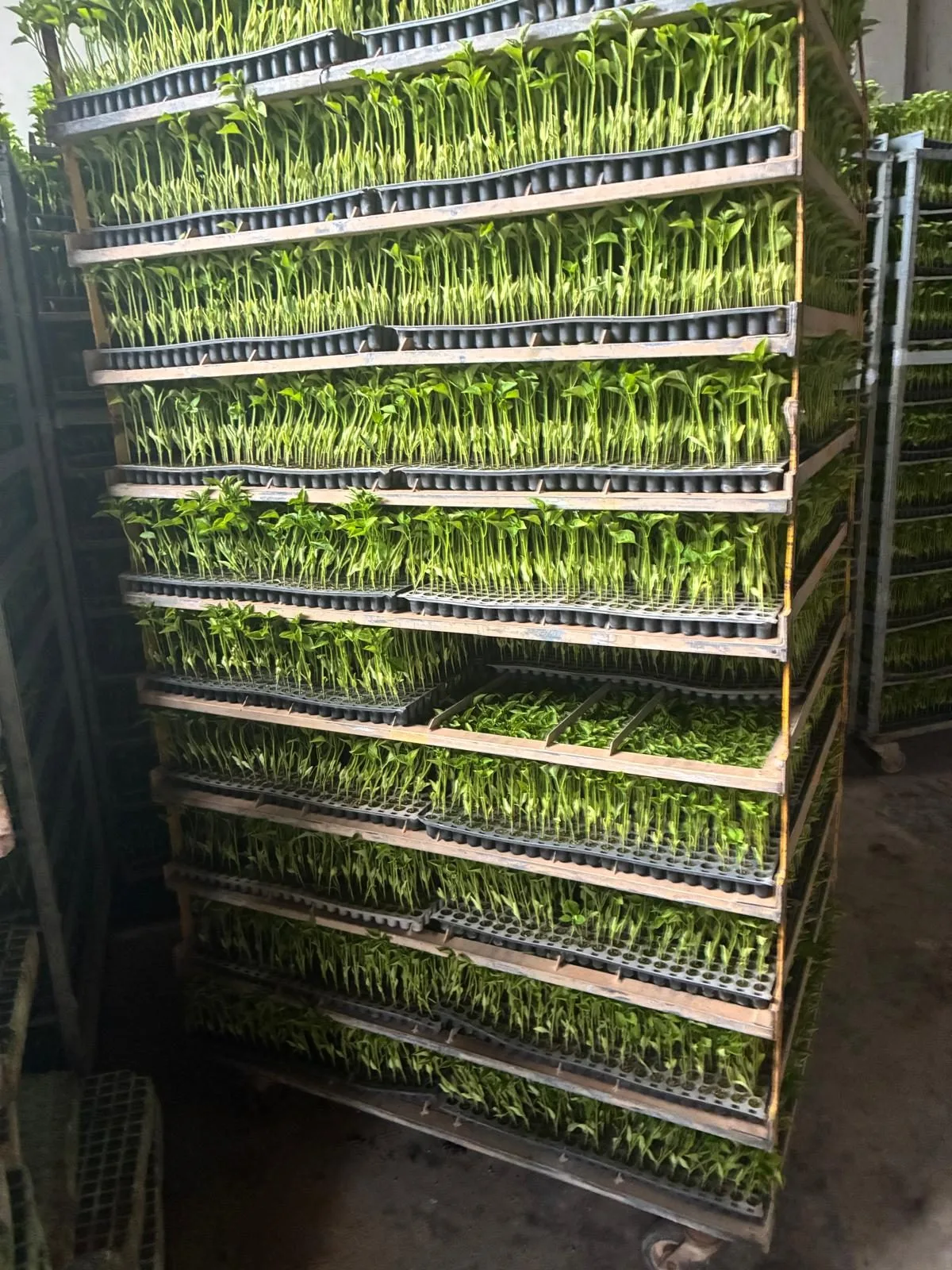 Bandejas de plantines apiladas verticalmente