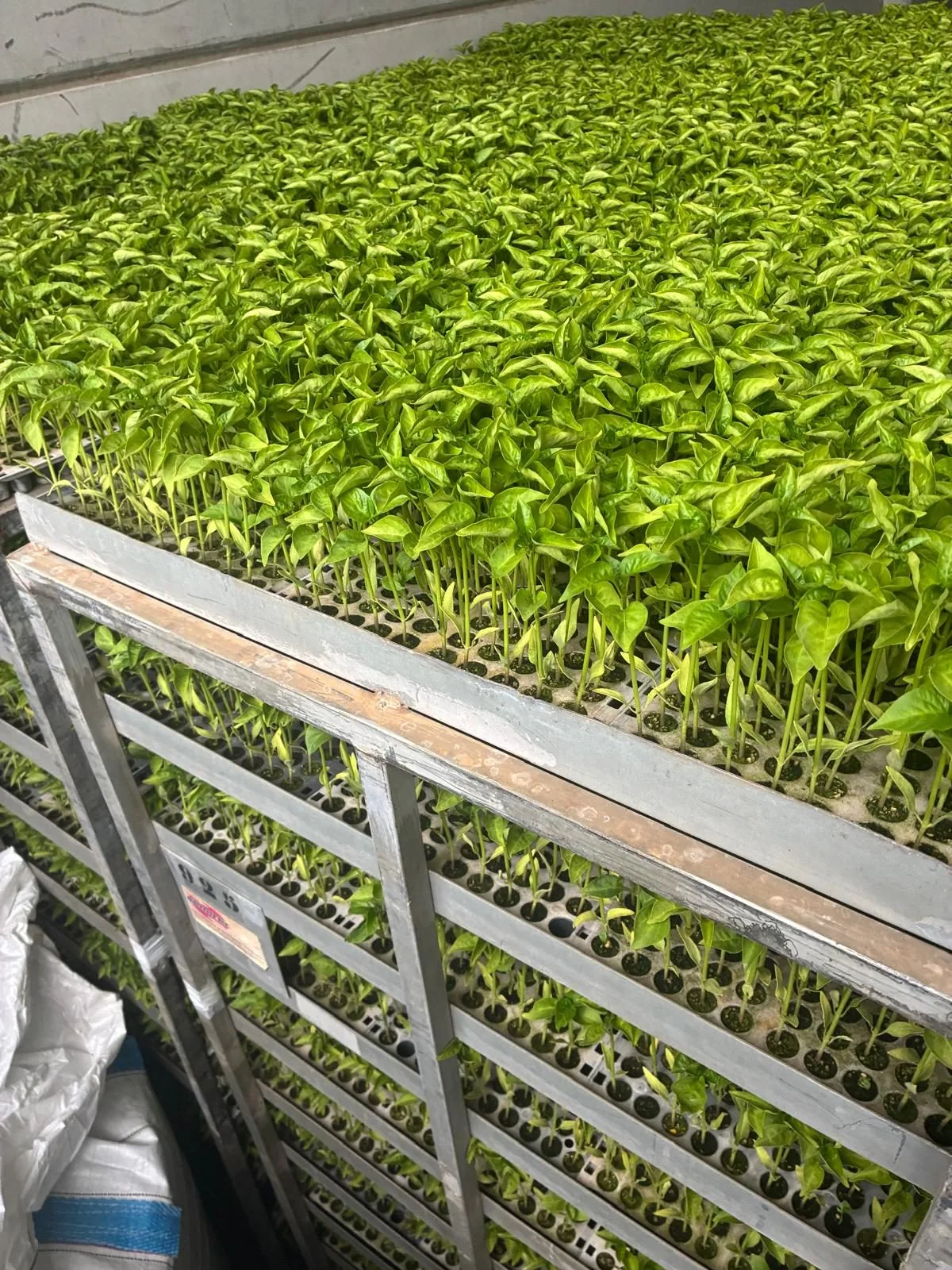 Vista cenital de una bandeja repleta de plantines de piquillo
