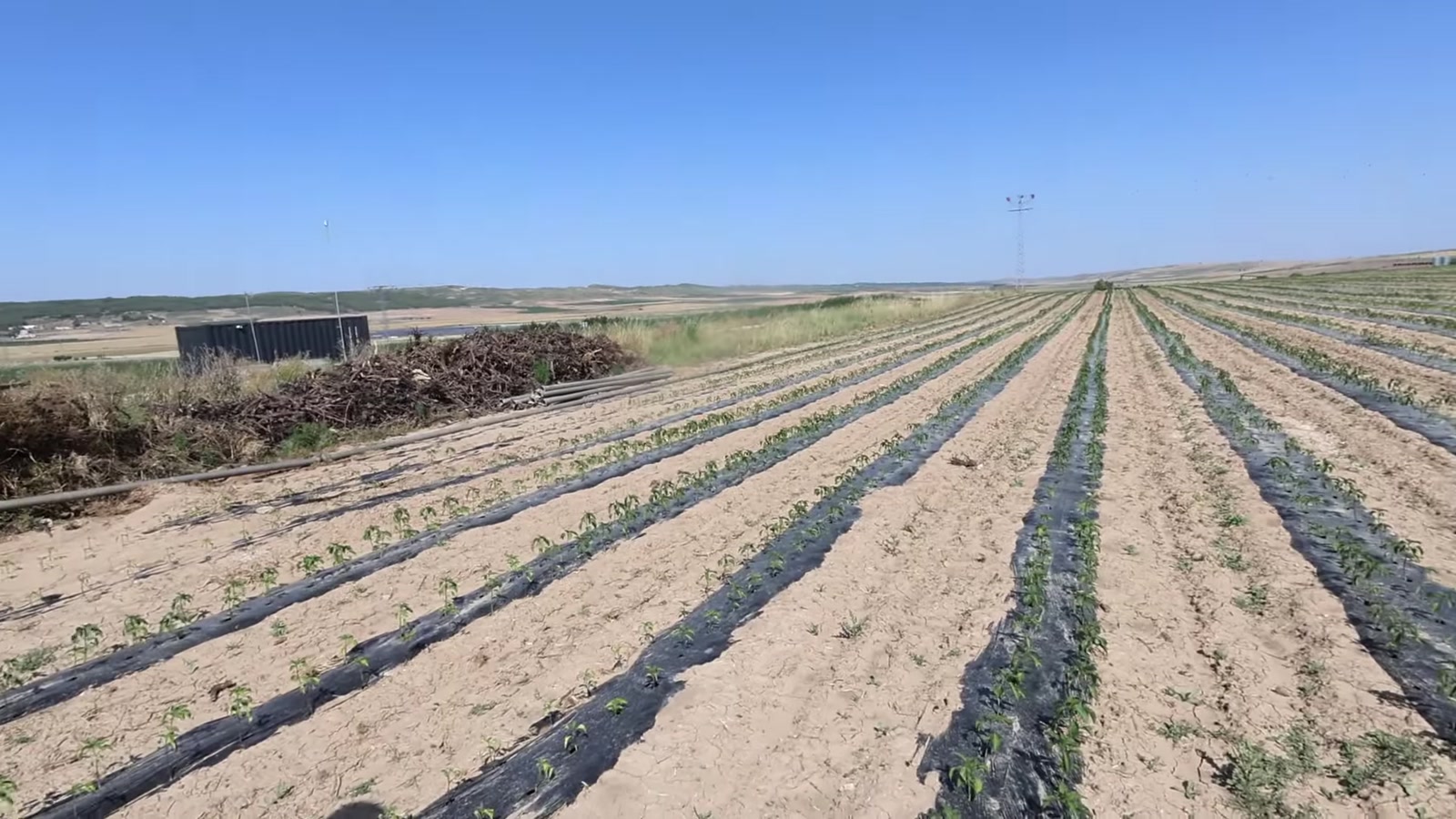 Plantación escalonada de piquillo en la Ribera: parcelas plantadas semana a semana