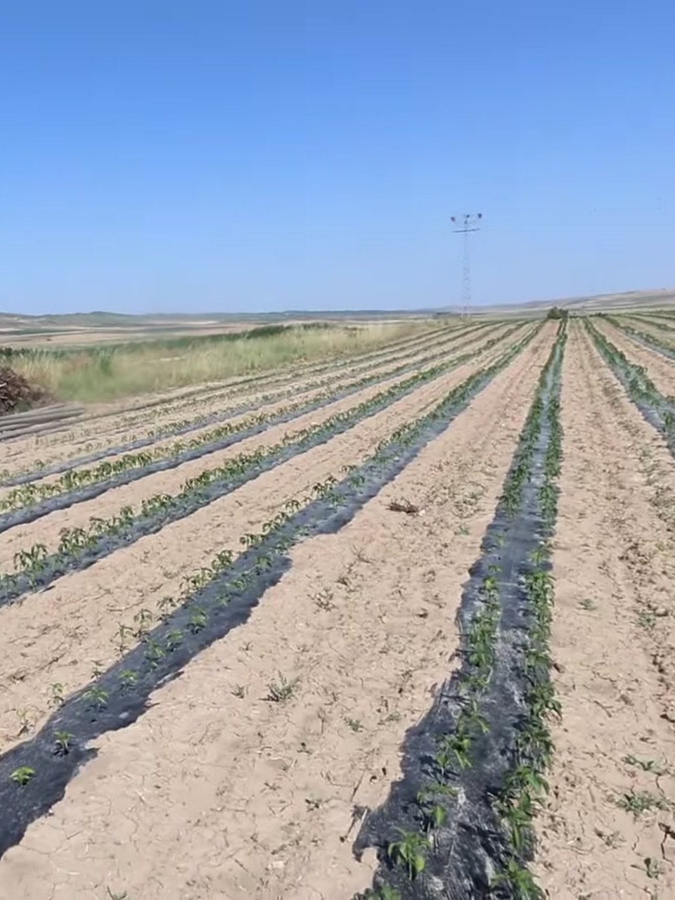 Campo de piquillo de Lodosa en agosto: las plantas cargadas antes de la cosecha