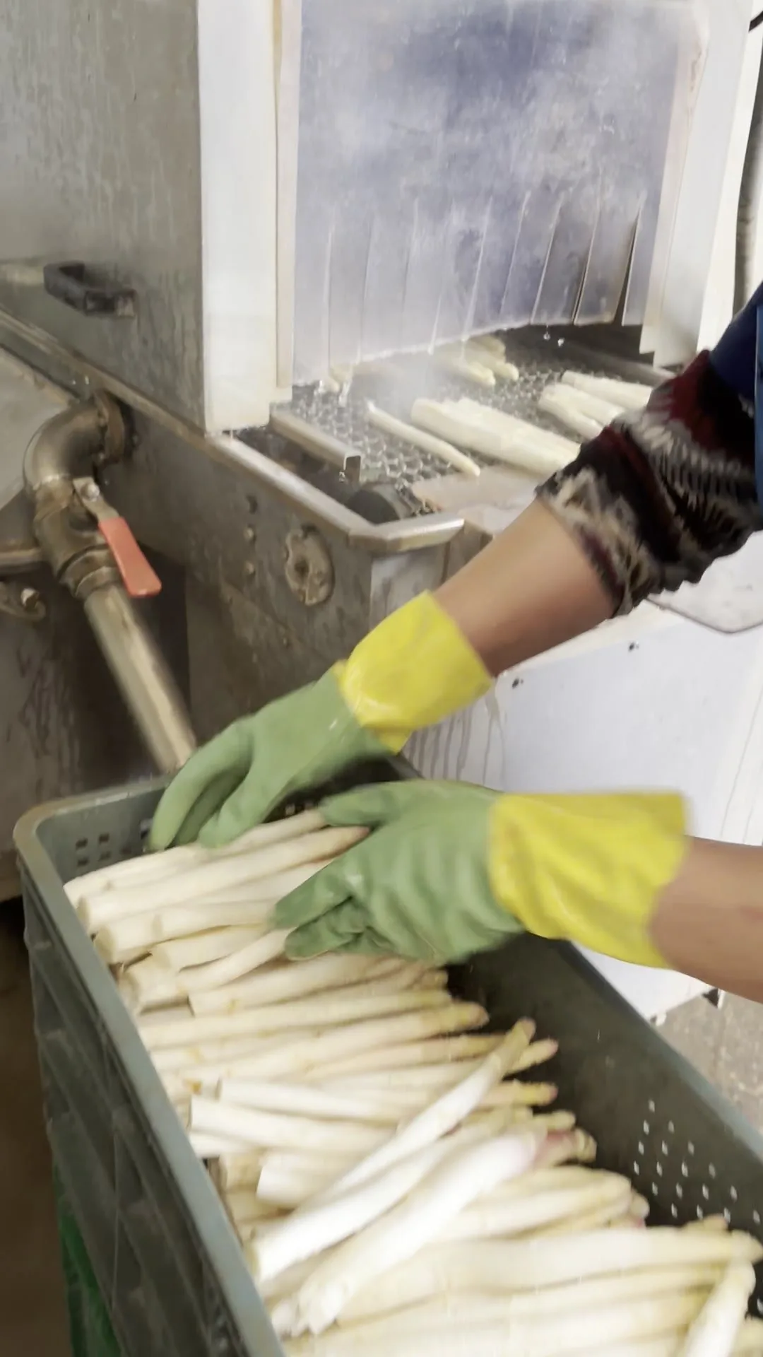 Manos con guantes colocando espárragos pelados en cesta, máquina peladora al fondo