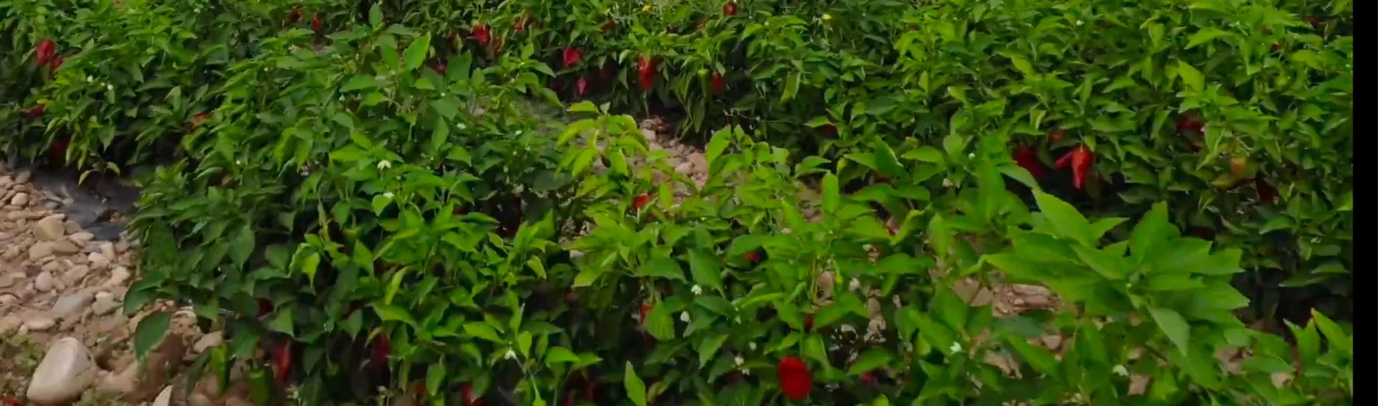 Campo de piquillo en plena producción · Lodosa