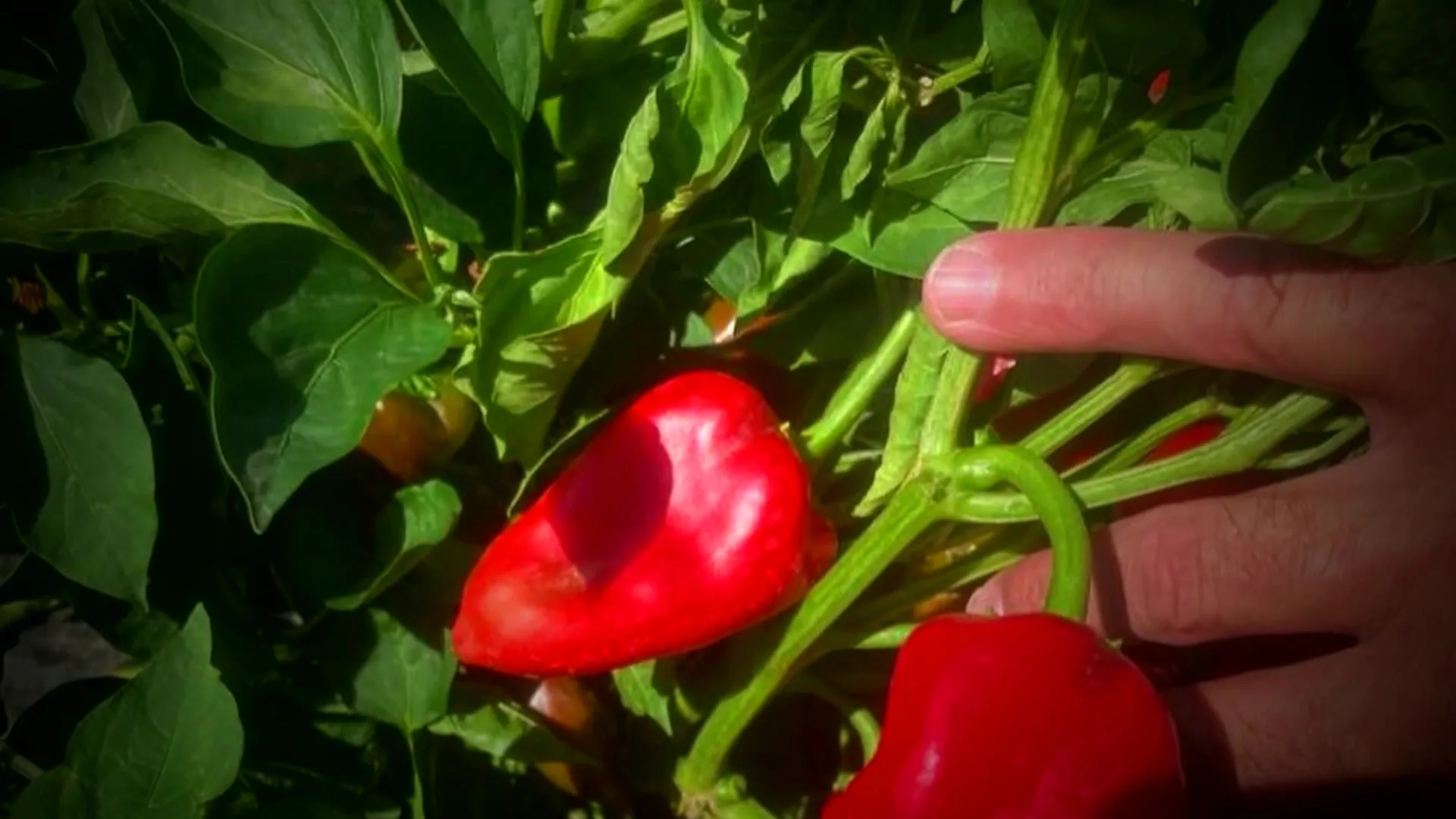 Cosecha a mano de pimientos del piquillo — Lodosa, Navarra